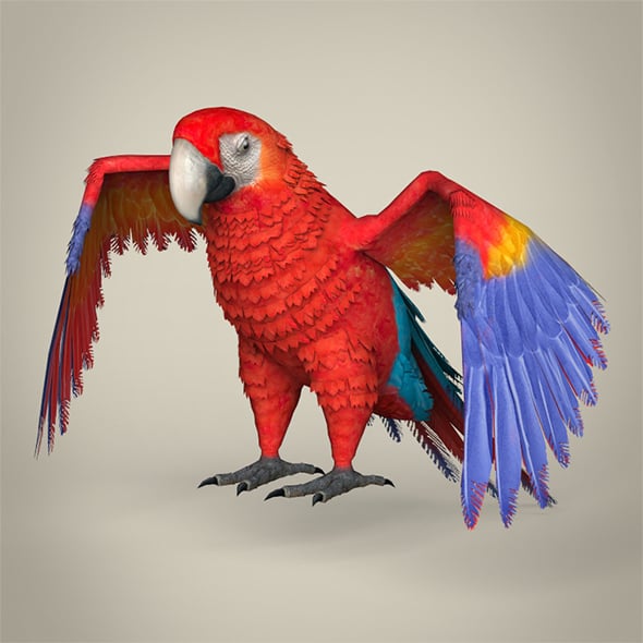 Low Poly Parrot - 3DOcean Item for Sale