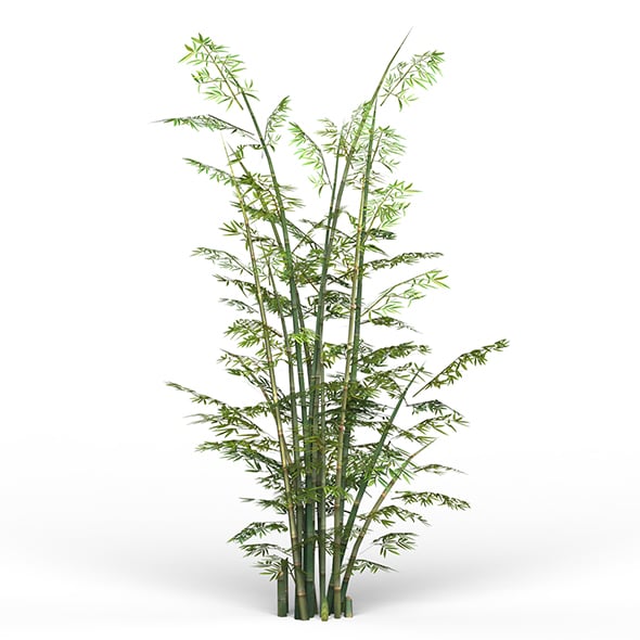 Game Ready Bamboo Tree 03 - 3DOcean Item for Sale