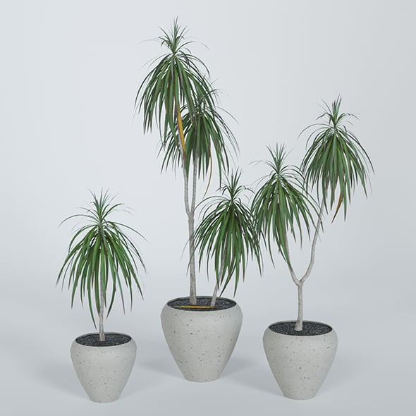 Palm Dracena Marginata - 3DOcean Item for Sale