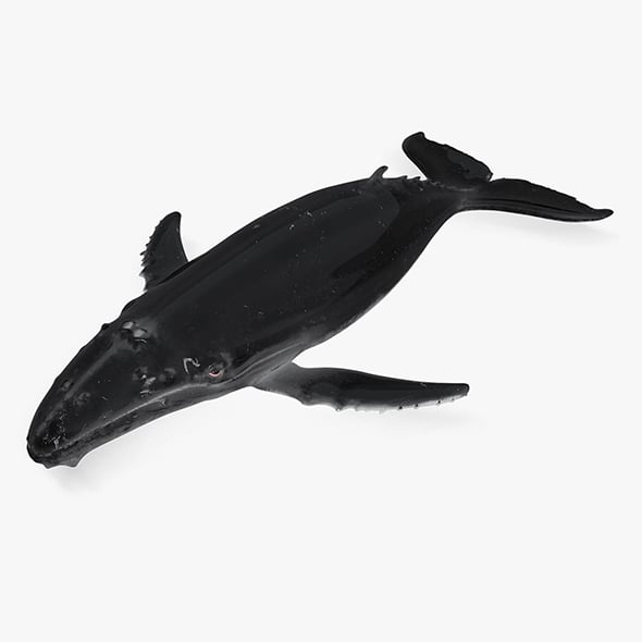 whale - 3DOcean Item for Sale