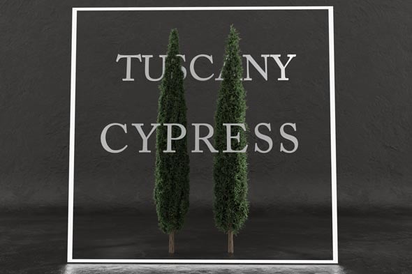 Tuscany cypress trees - 3DOcean Item for Sale