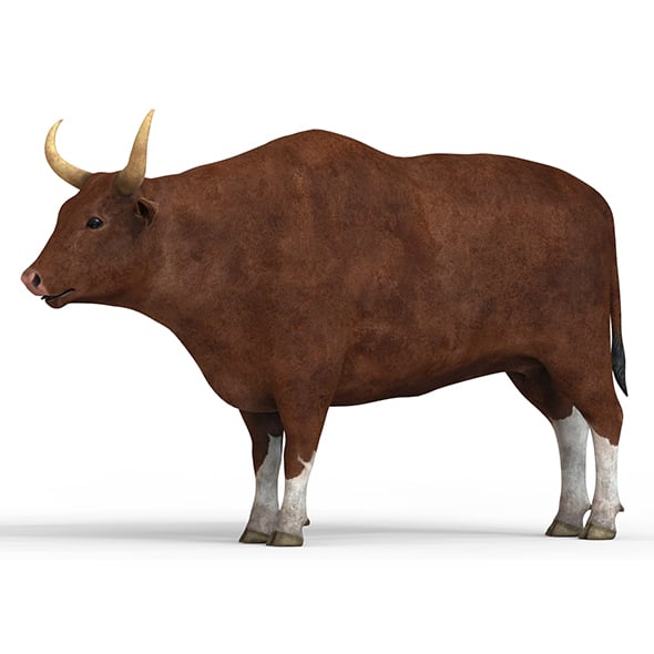 Bull With PBR Textures - 3DOcean Item for Sale