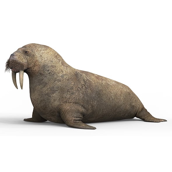 Walrus With PBR Textures - 3DOcean Item for Sale