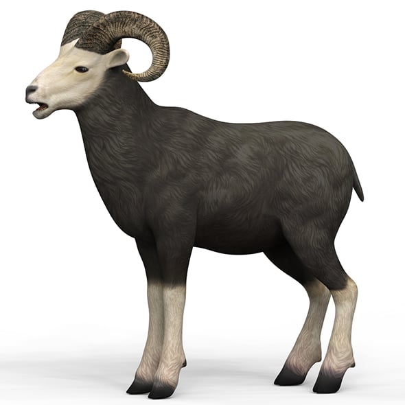 Sheep With PBR Textures - 3DOcean Item for Sale