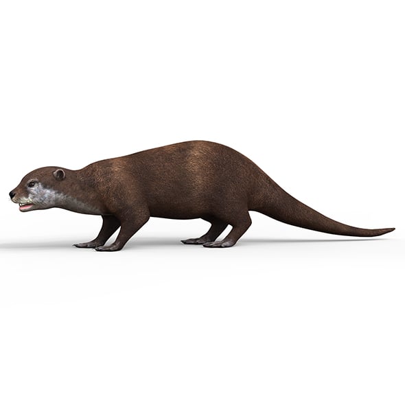 Otter - 3DOcean Item for Sale