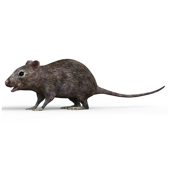 Mouse - 3DOcean Item for Sale