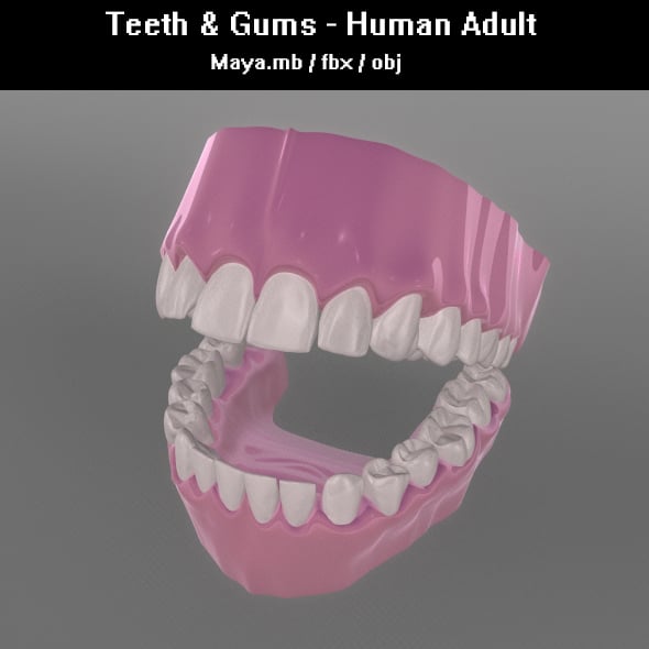 Teeth & Gums - Human Adult - 3DOcean Item for Sale