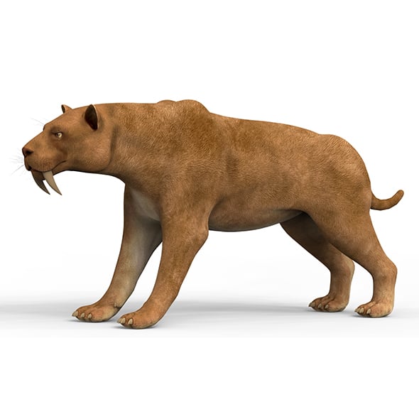 Sabertooth With PBR Textures - 3DOcean Item for Sale