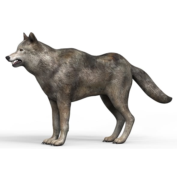 Low Poly Wolf With PBR Textures - 3DOcean Item for Sale