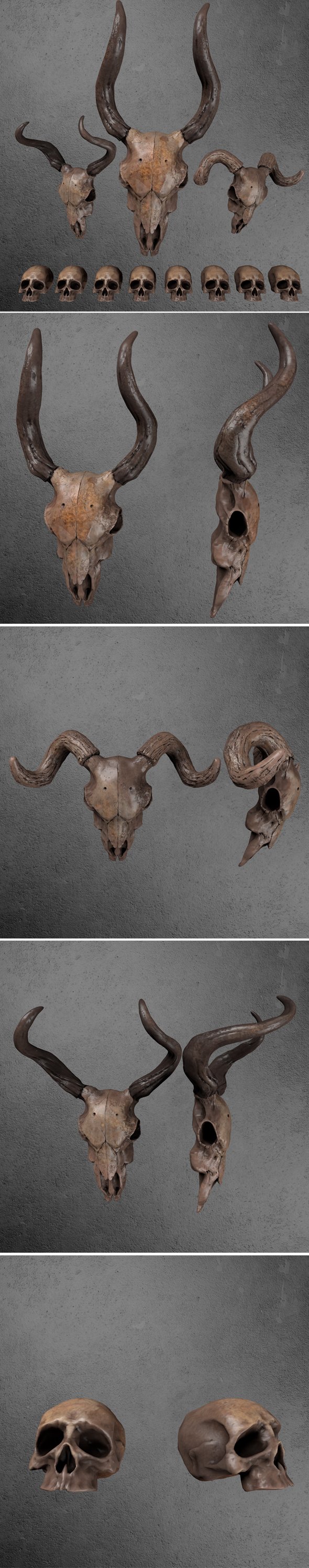 Skull Goat / PACK - 3DOcean Item for Sale