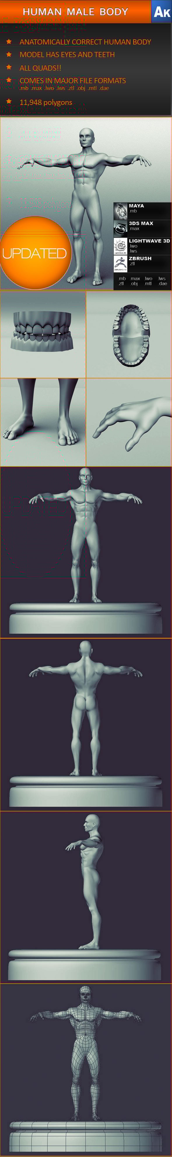 Human Male Body (Anatomically correct) - 3DOcean Item for Sale