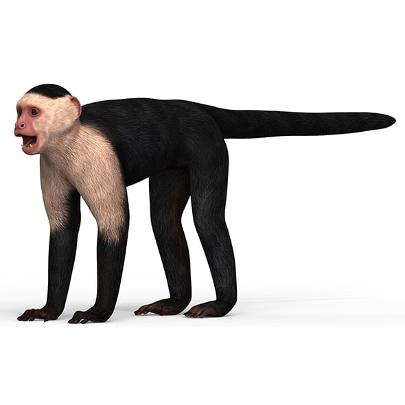 Capuchin Monkey With PBR Textures - 3DOcean Item for Sale