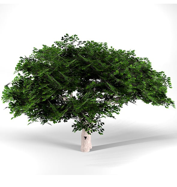 Cherry Tree High Poly - Native Nature 2 - 3DOcean Item for Sale