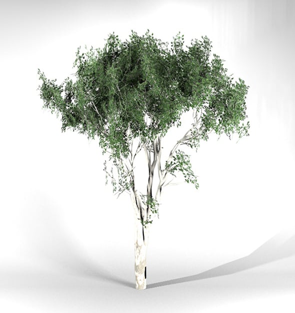 Old Eucalypstus Tree High Poly - Native Nature 4 - 3DOcean Item for Sale