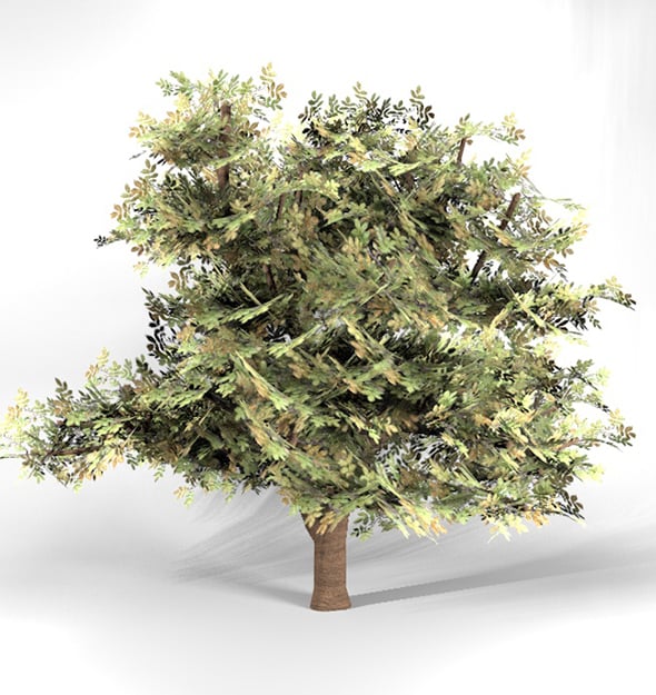 Walnut Tree High Poly - Native Nature 5 - 3DOcean Item for Sale