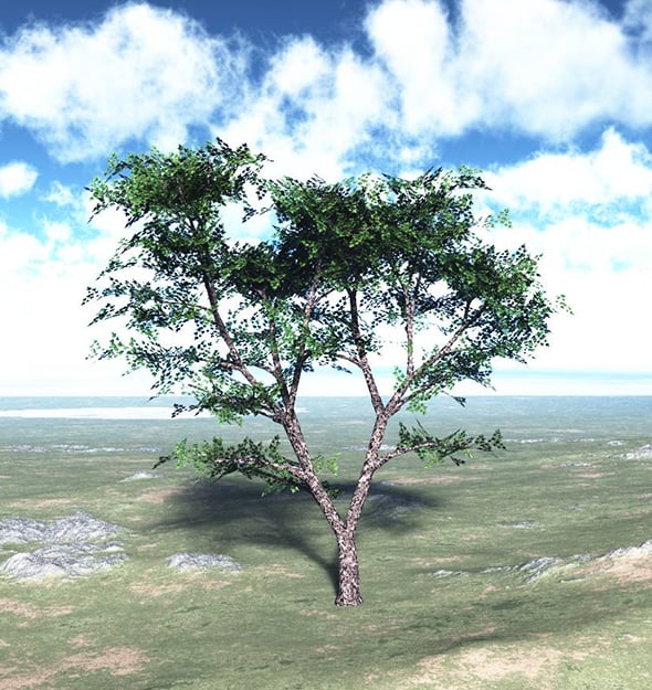 Maple Tree High Poly - Native Nature 6 - 3DOcean Item for Sale
