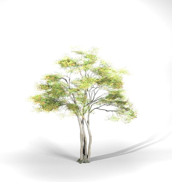 Alder Tree High Poly - Native Nature 9 - 3DOcean Item for Sale