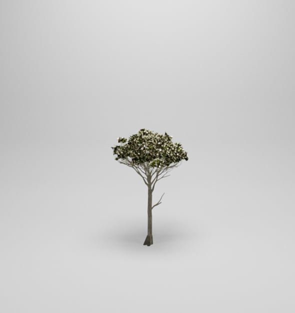 Rosetta Tree High Poly Native Nature 11 - 3DOcean Item for Sale