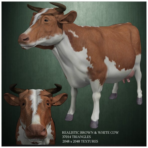 Realistic Brown And White Cow 3D Model - 3DOcean Item for Sale