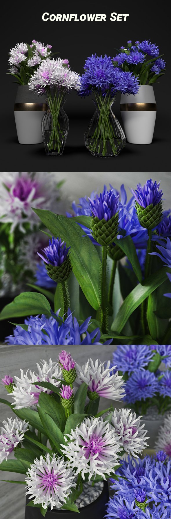 Cornflower Set Knapweed - 3DOcean Item for Sale