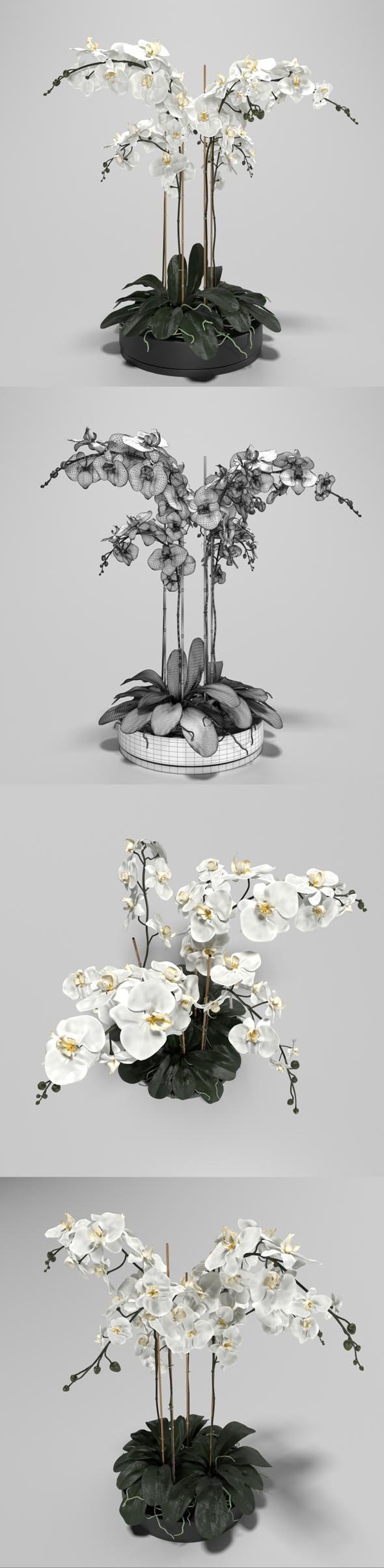 Orchid - 3DOcean Item for Sale