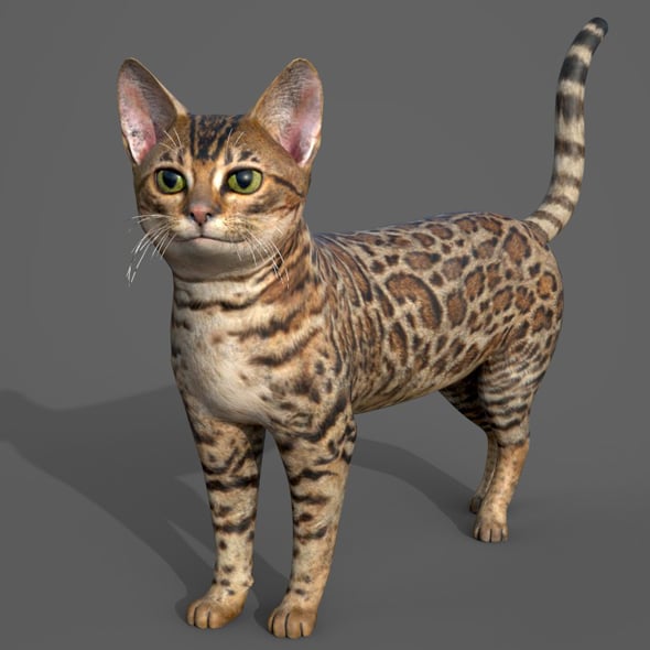 Cat Tabby - 3DOcean Item for Sale
