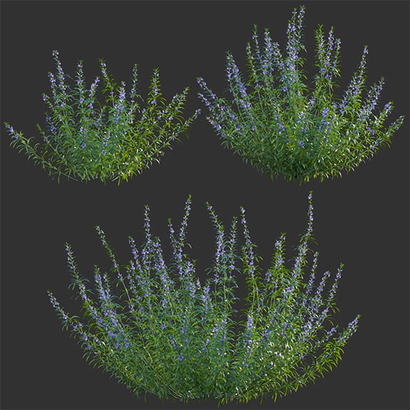 Rosmarinus - Rosemary - Romarin - 3DOcean Item for Sale