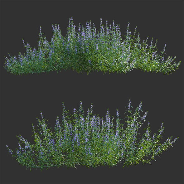 Rosmarinus - Rosemary - Romarin 02 - 3DOcean Item for Sale