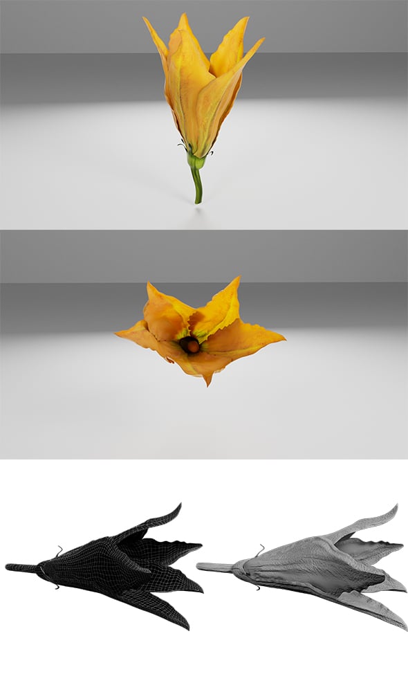 Courgette Flower - 3DOcean Item for Sale