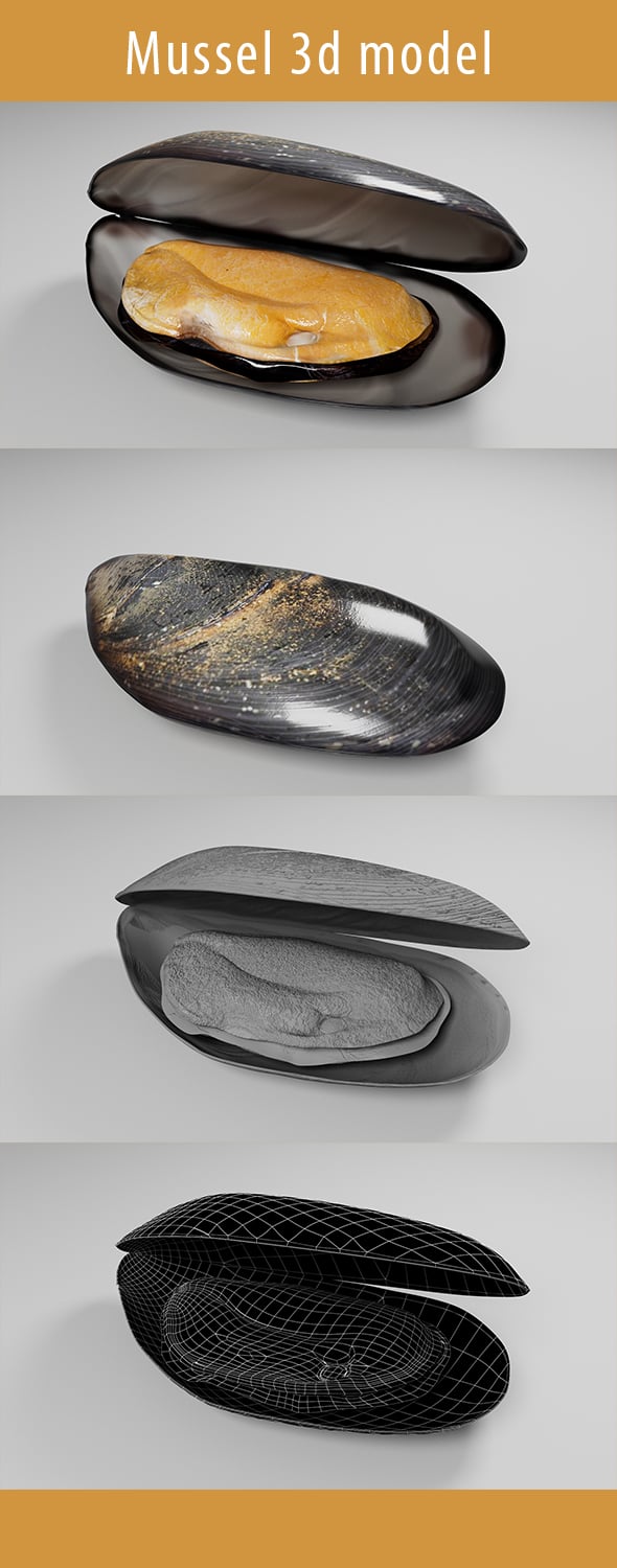 Mussel 3d Model - 3DOcean Item for Sale