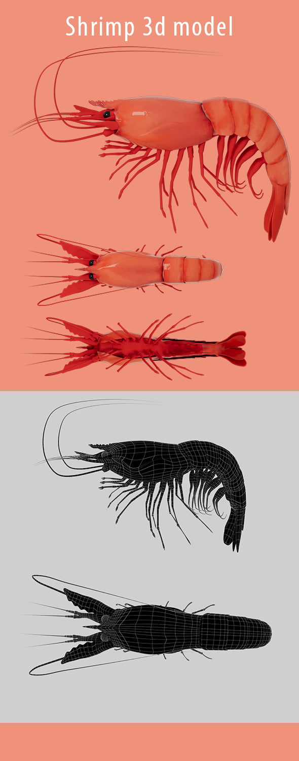 Shrimp 3d Model - 3DOcean Item for Sale