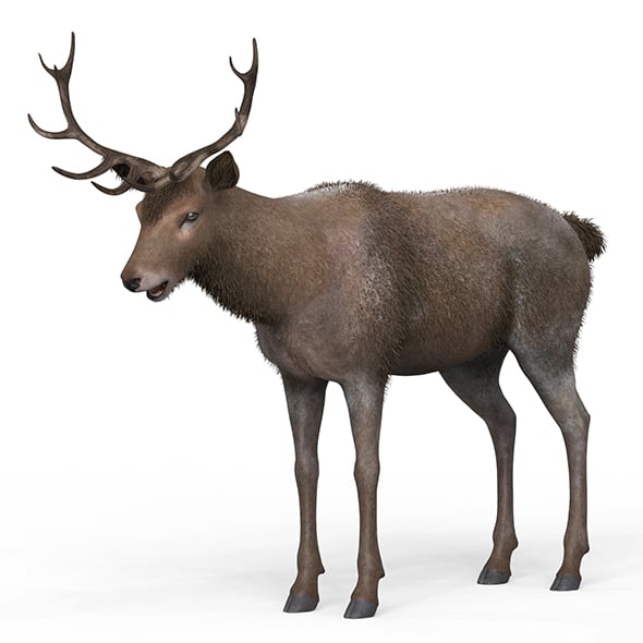 Brown Deer - 3DOcean Item for Sale