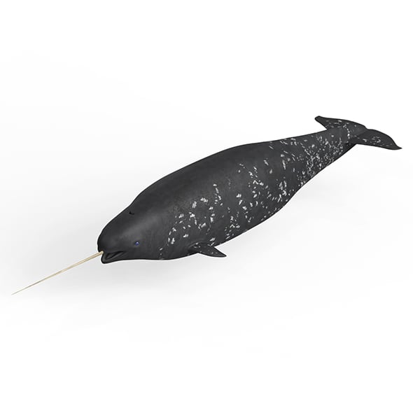 Narwhal Fish - 3DOcean Item for Sale