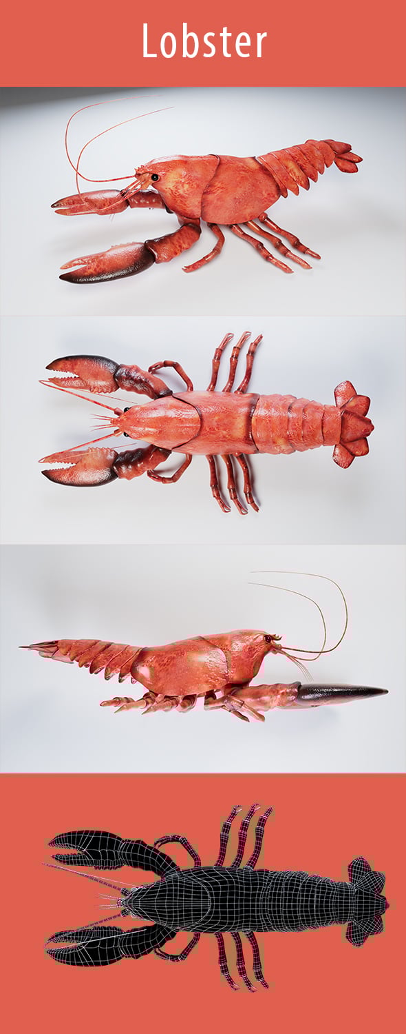 Lobster 3d Model - 3DOcean Item for Sale