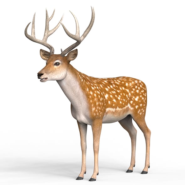 Photorealistic Deer - 3DOcean Item for Sale