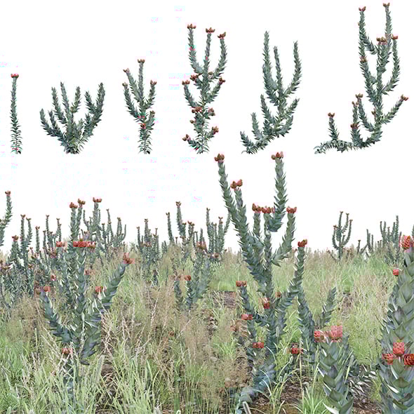 Syncarpha eximia - Strawberry Sewejaartjie - Strawberry Everlasting - 3DOcean Item for Sale