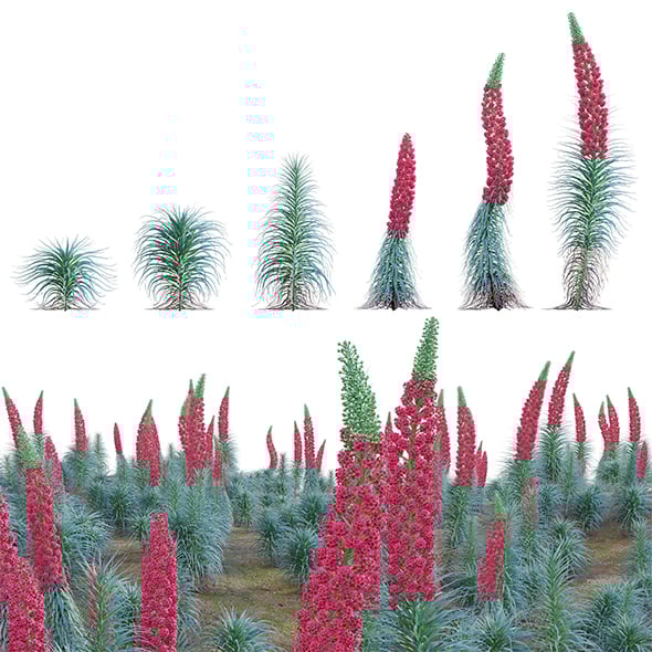 Echium wildpretii – Tower of Jewels - 3DOcean Item for Sale