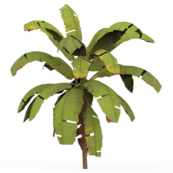 Banana Tree 01 - 3DOcean Item for Sale