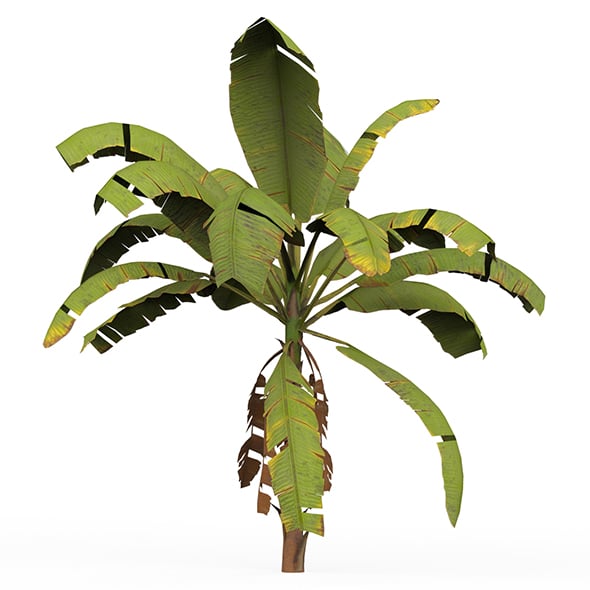 Banana Tree 02 - 3DOcean Item for Sale