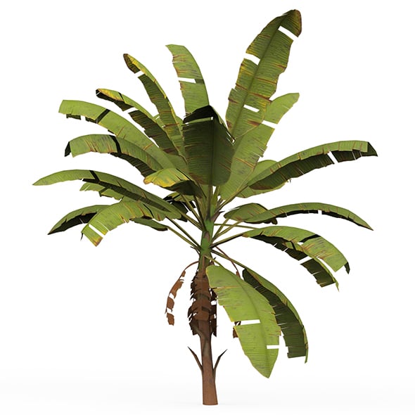 Banana Tree 03 - 3DOcean Item for Sale