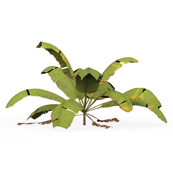 Banana Tree 04 - 3DOcean Item for Sale