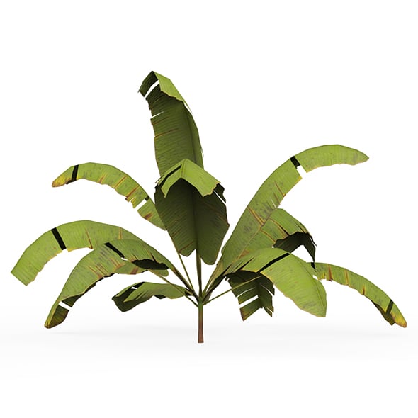 Banana Tree 05 - 3DOcean Item for Sale