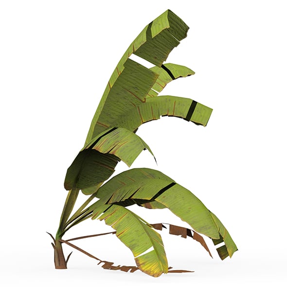 Banana Tree 06 - 3DOcean Item for Sale