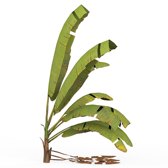 Banana Tree 07 - 3DOcean Item for Sale