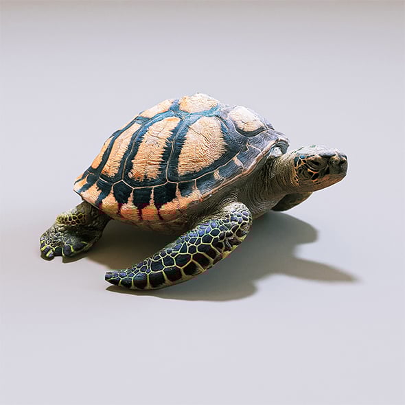 Turtle - 3DOcean Item for Sale