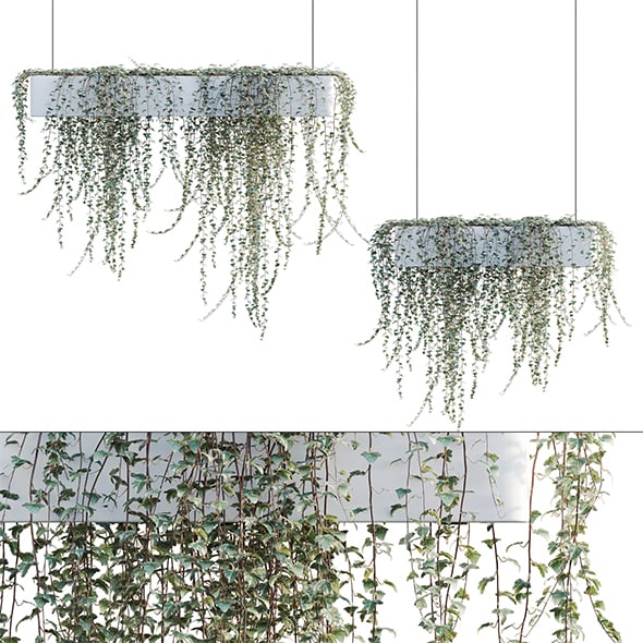 Hedera algeriensis - Algerian Ivy 02 - 3DOcean Item for Sale