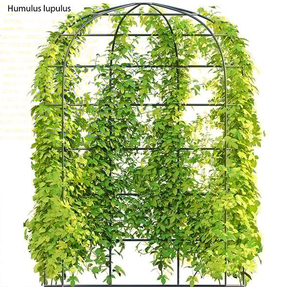 Humulus lupulus - Hops 01 - 3DOcean Item for Sale