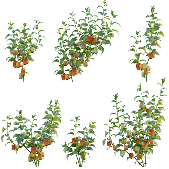 Capsicum annuum – Bell pepper - 3DOcean Item for Sale