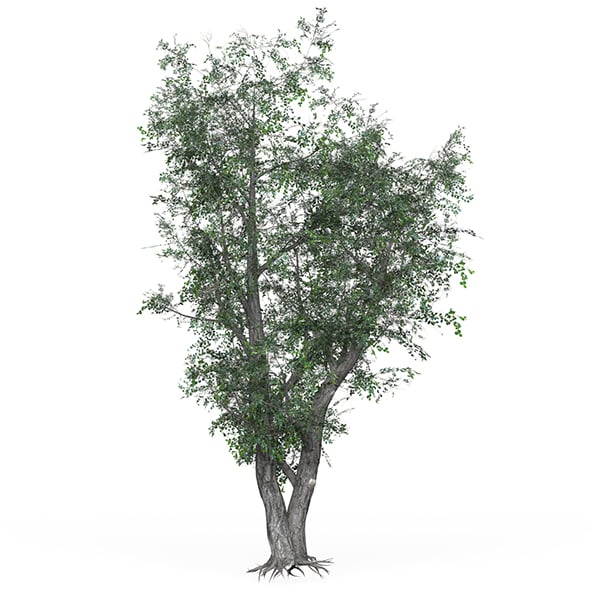 Low Poly Oak Tree 02 - 3DOcean Item for Sale