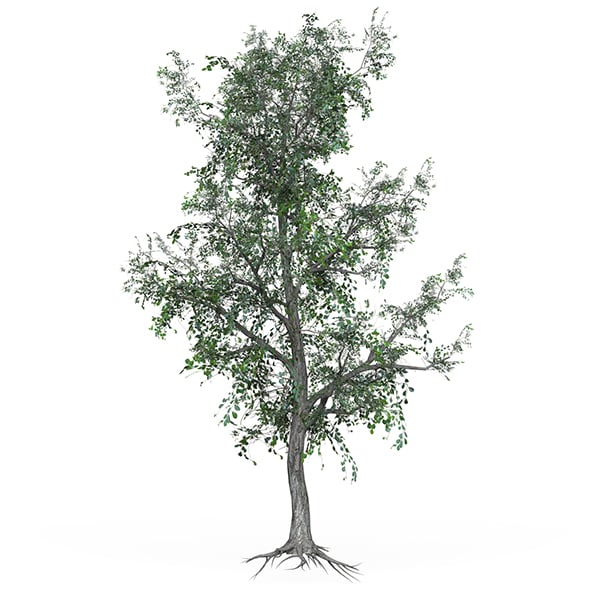 Low Poly Oak Tree 04 - 3DOcean Item for Sale